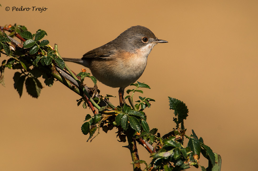 Curruca carrasqueña (Sylvia cantillans)